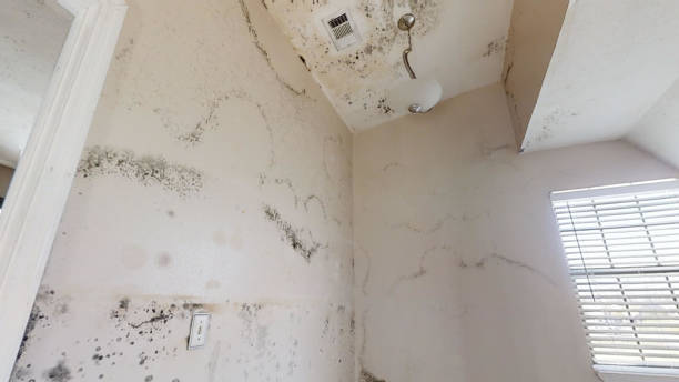 Mold Odor Removal Services