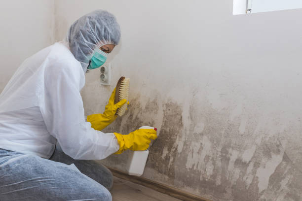 Best Mold Documentation for Insurance Claims  in Owosso, MI