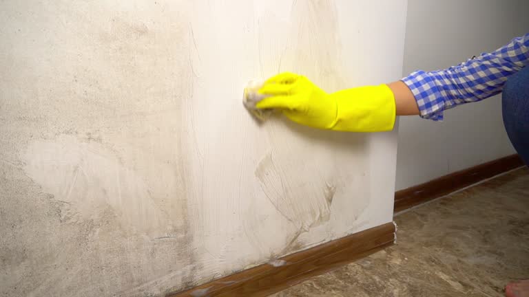 Best Commercial Mold Inspection  in Owosso, MI