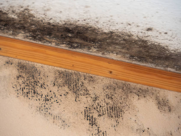 Best Attic Mold Removal  in Owosso, MI